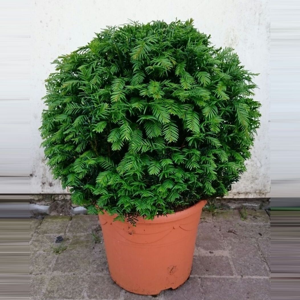 Taxus baccata 50cm 37cm Pot
