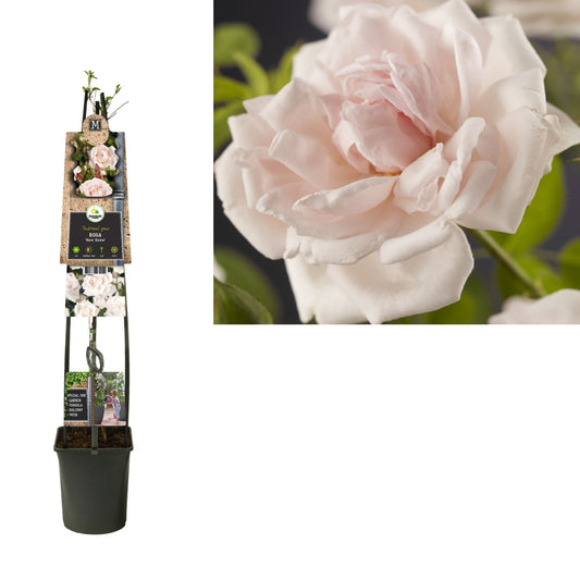 Rosa New Dawn 115cm 23cm Pot
