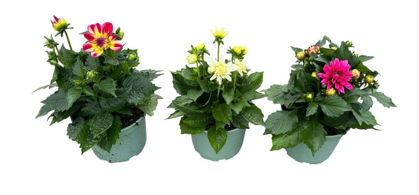 Dahlia Labella Maggiore mix 40cm 19cm Pot