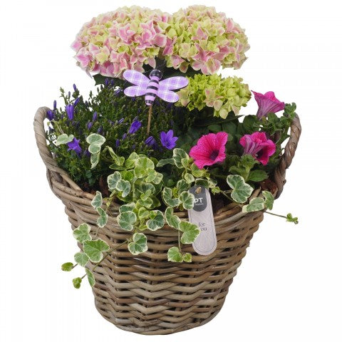 PTPP7028 Arrangementen Perkplanten 40cm 30cm Pot