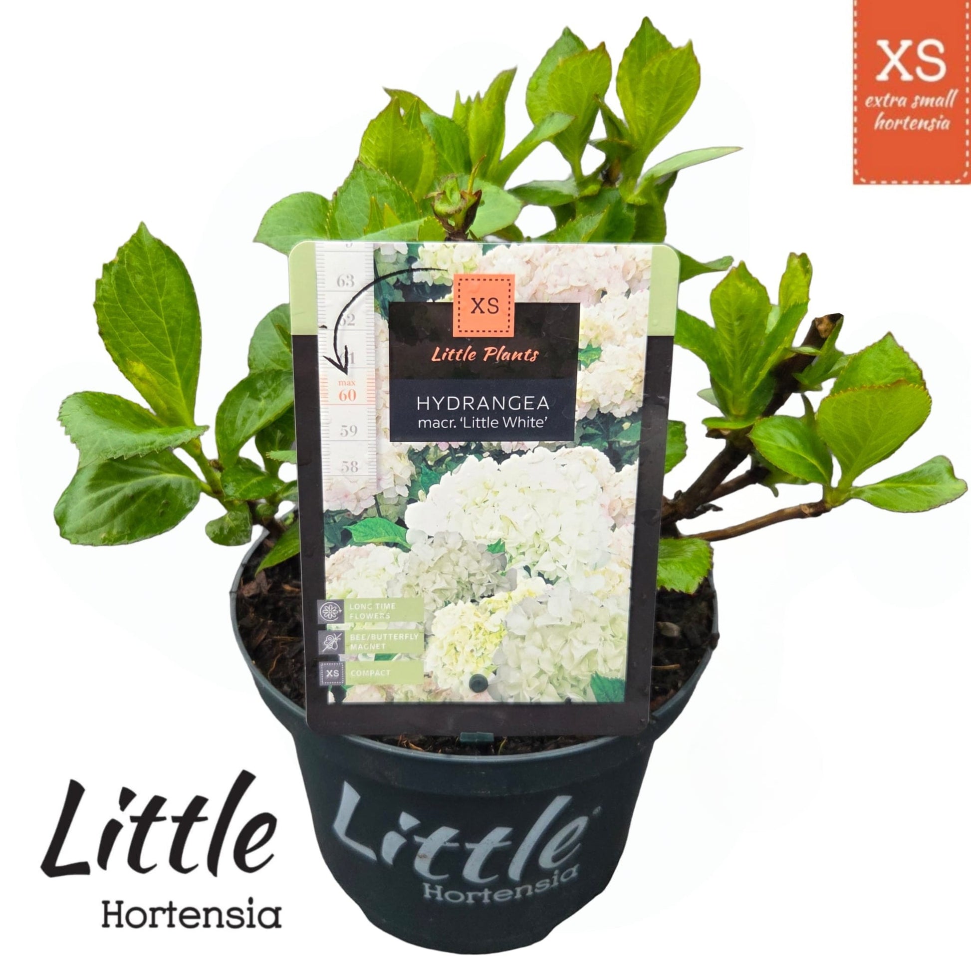 Hydrangea macrophylla 30cm 17cm Pot