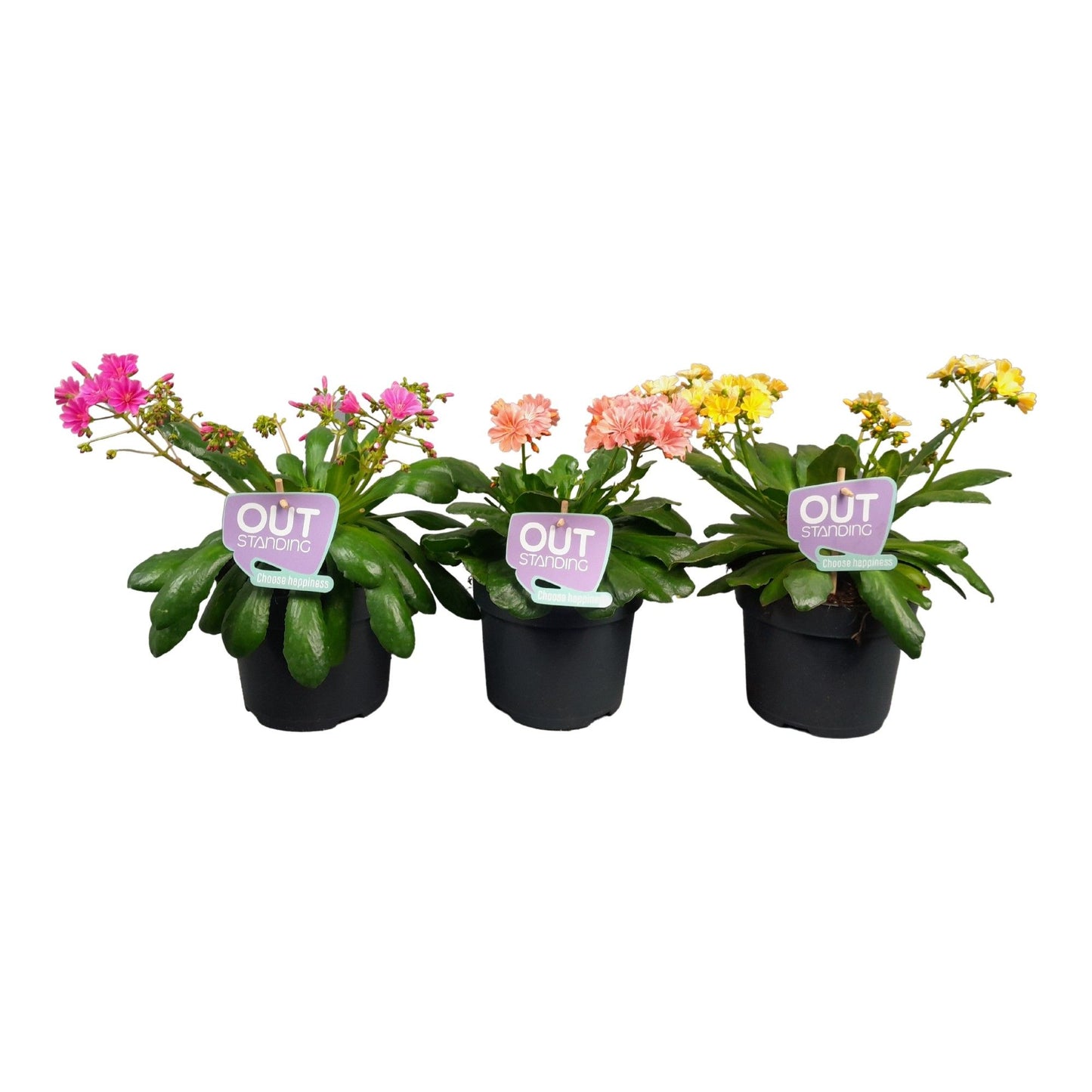 Lewisia 30cm 17cm Pot