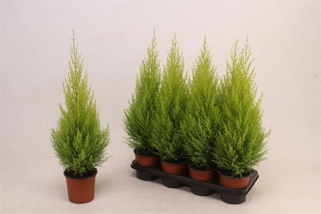 Cupressus Goldcrest Wilma 65cm 14cm Pot