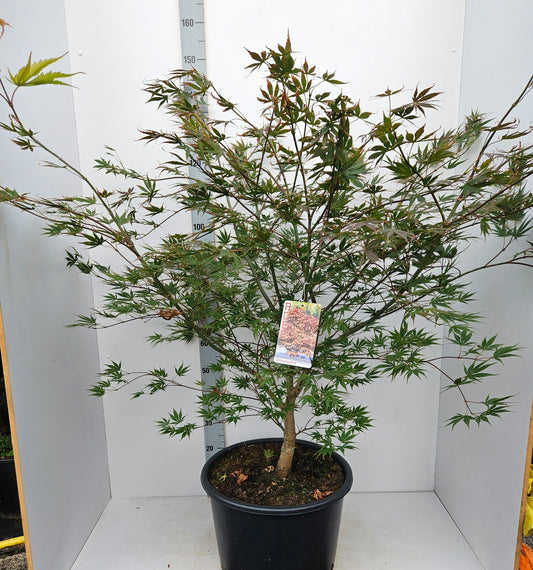 Acer Chitoseyama 150cm 43cm Pot