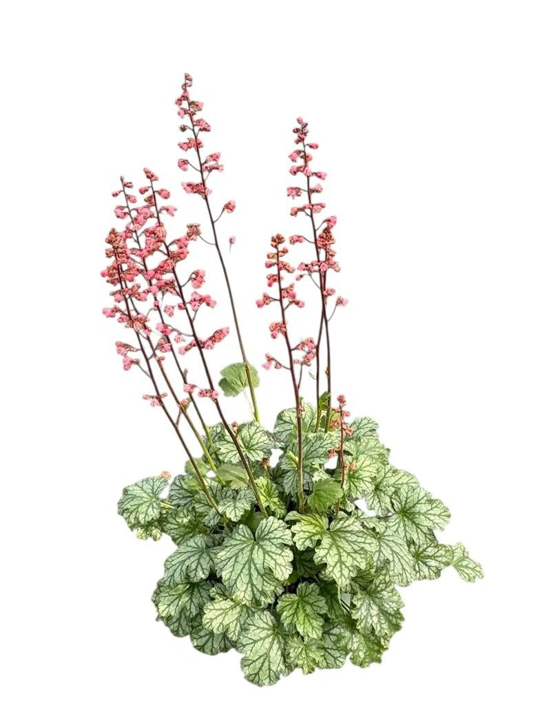 Heuchera Paris 25cm 17cm Pot