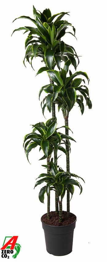 Dracaena fragrans Dorado 120-90-60-30 170cm 27cm Pot