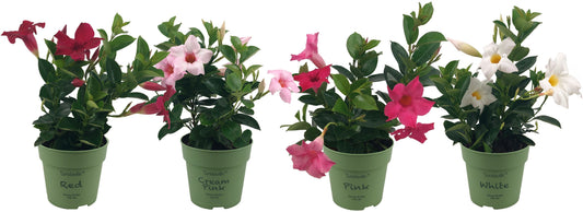Mandevilla mix 25cm 12cm Pot