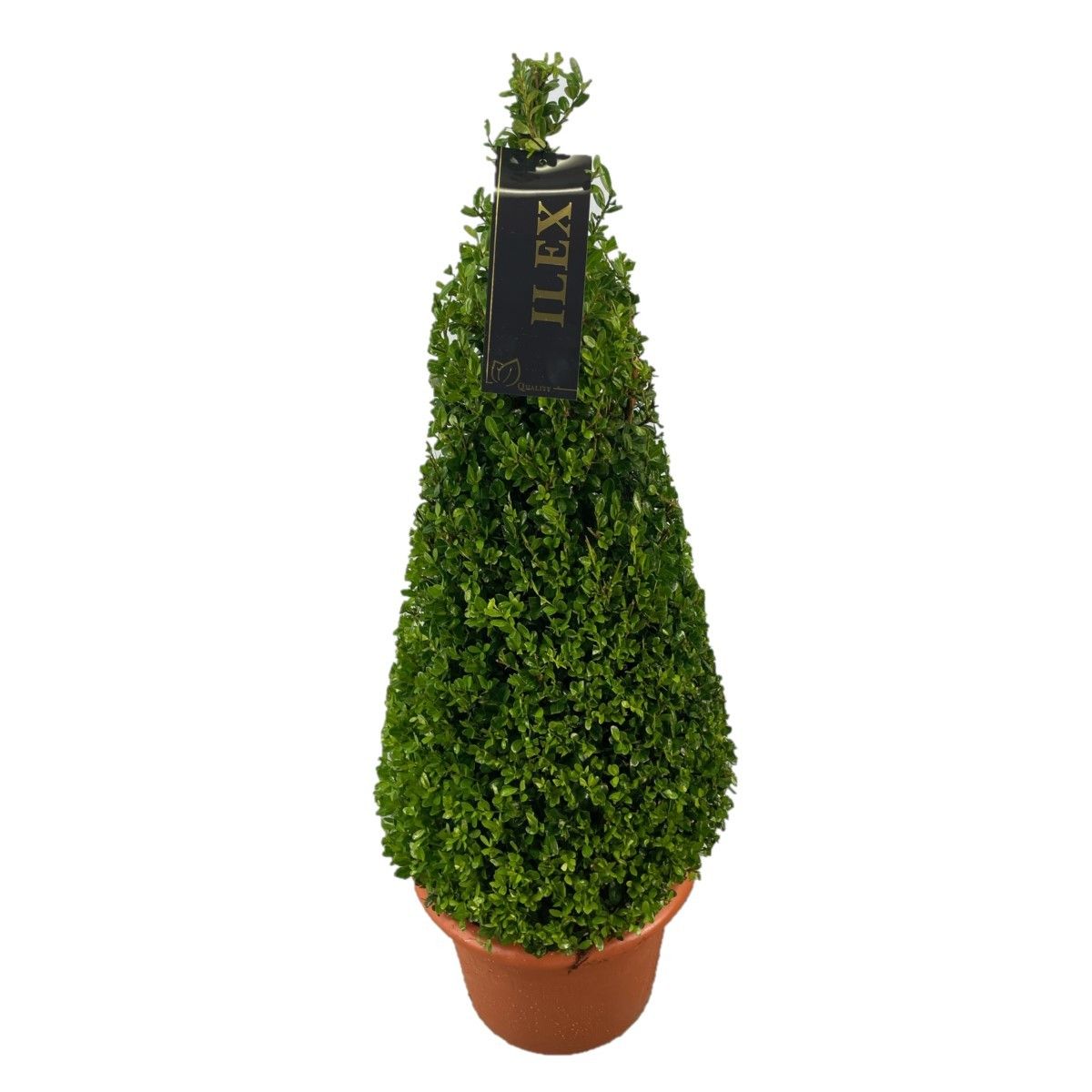 Ilex mix 120cm 30cm Pot
