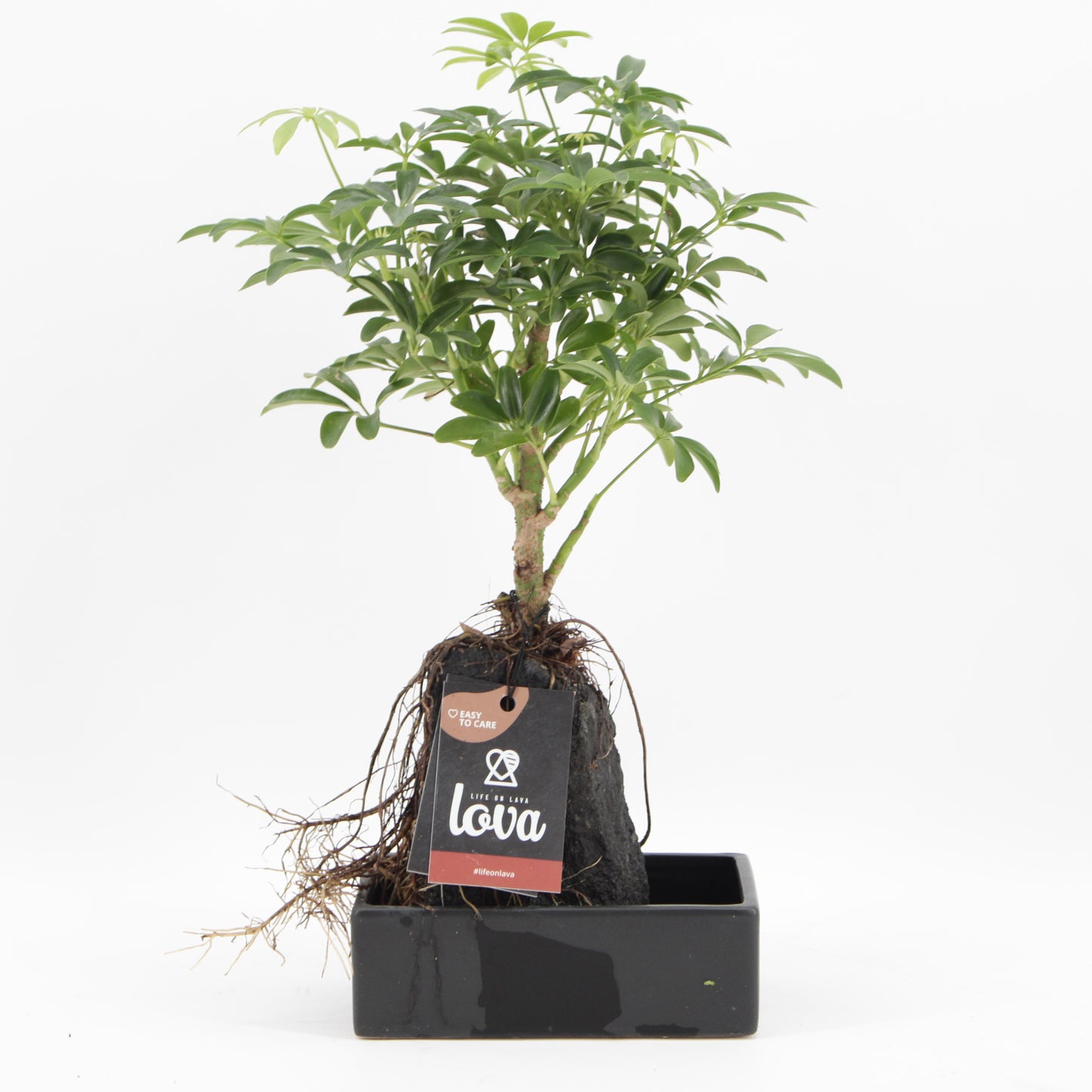 Lova Schefflera 35cm 17cm Pot