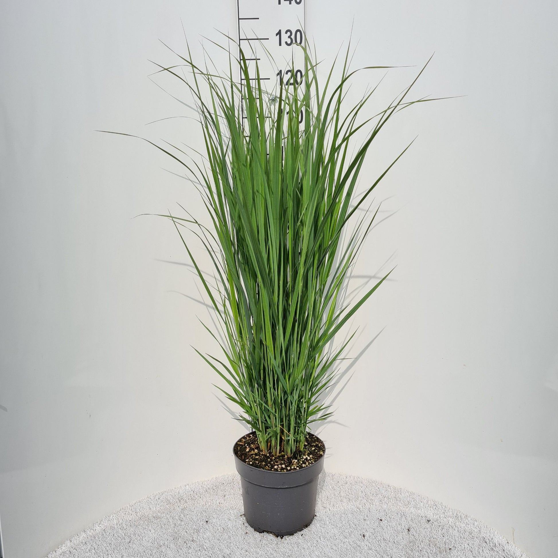 Panicum virgatum 50cm 26cm Pot