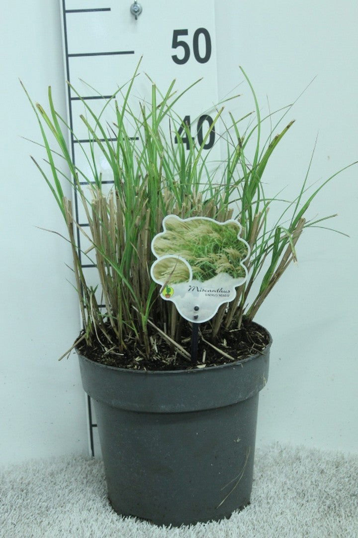 Miscanthus sin. Adagio 45cm 23cm Pot