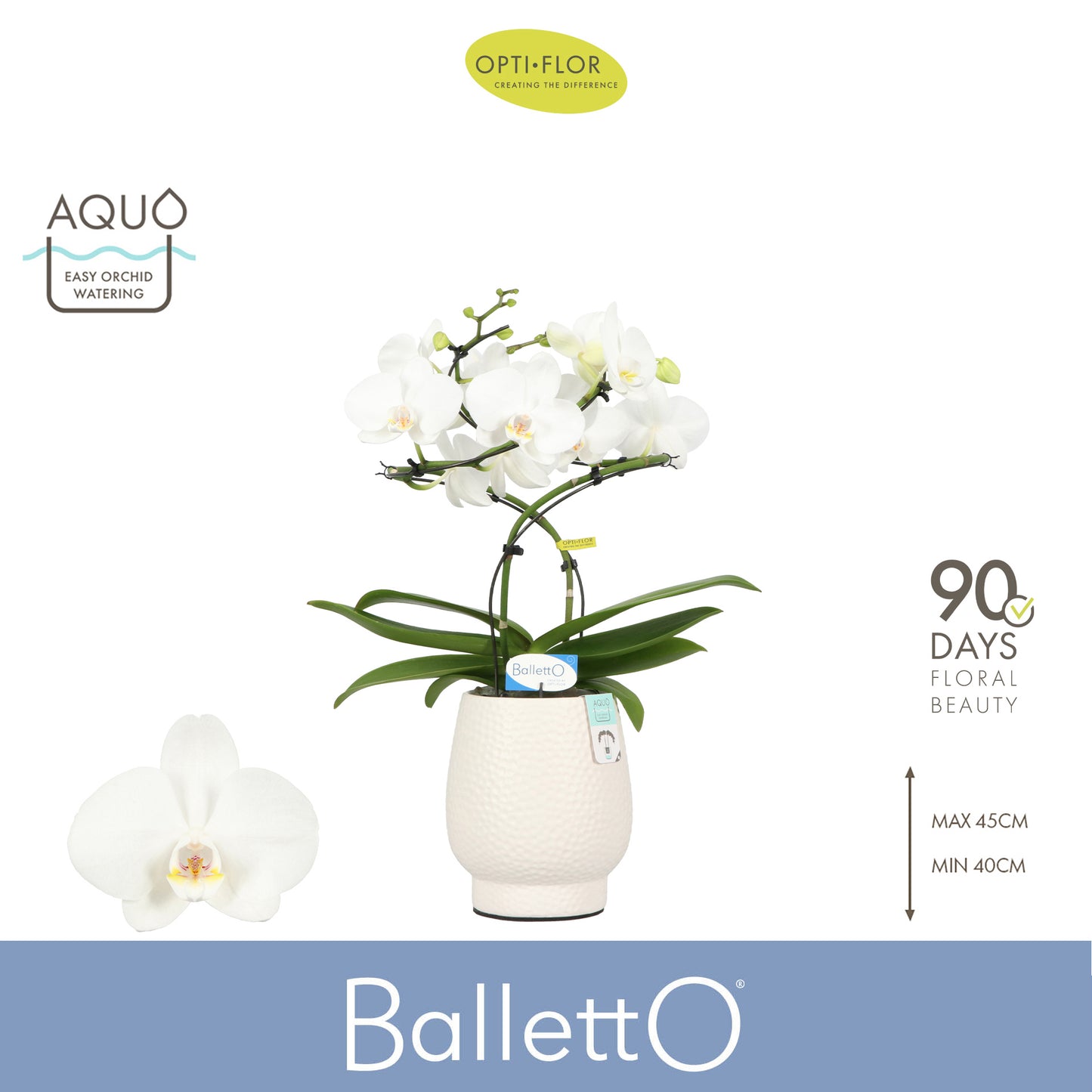 Phalaenopsis white 40cm 12cm Pot