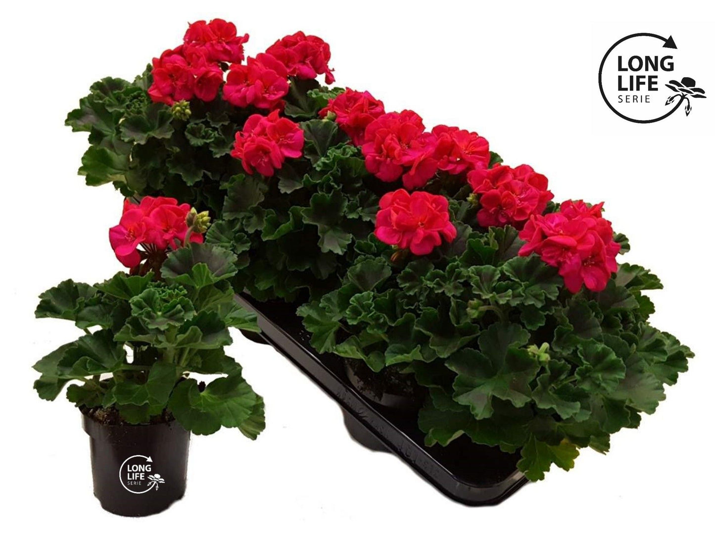 Pelargonium zon. hot pink 25cm 510cm Pot