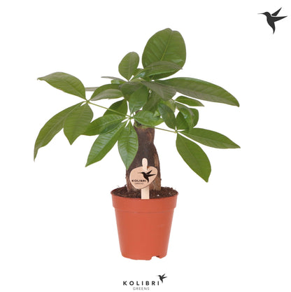 Pachira aquatica 31cm 9cm Pot