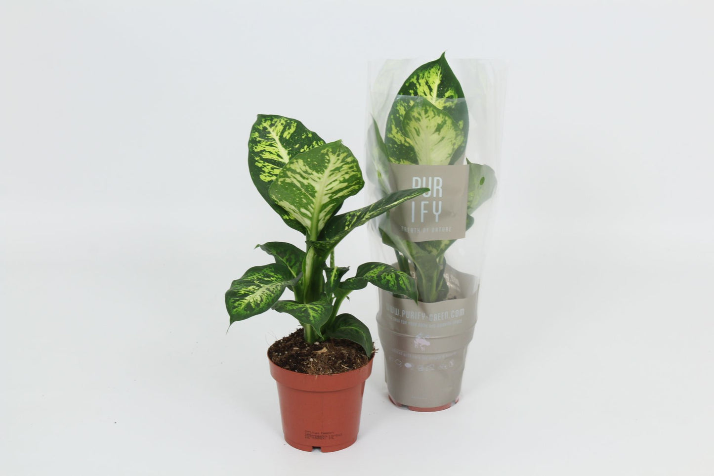 Dieffenbachia Sublime 40cm 12cm Pot