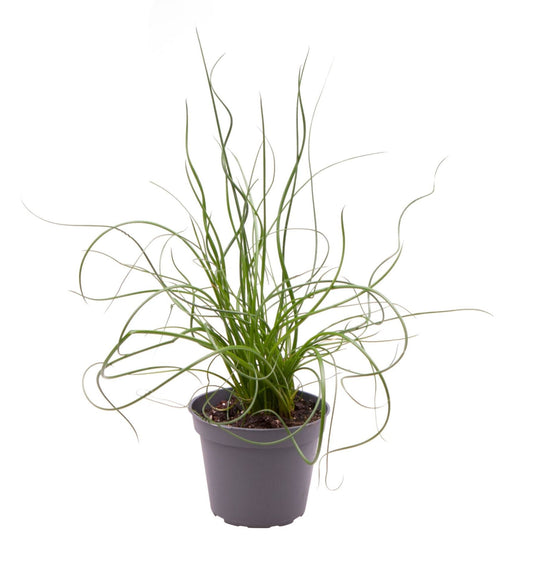 Juncus effusus Spiralis 22cm 6cm Pot