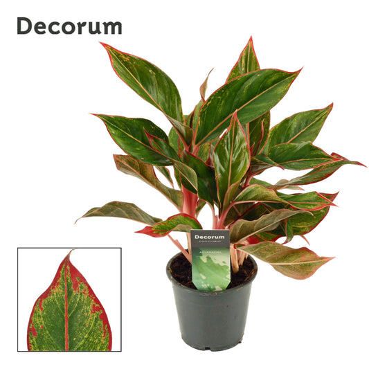 Aglaonema Crete 35cm 12cm Pot
