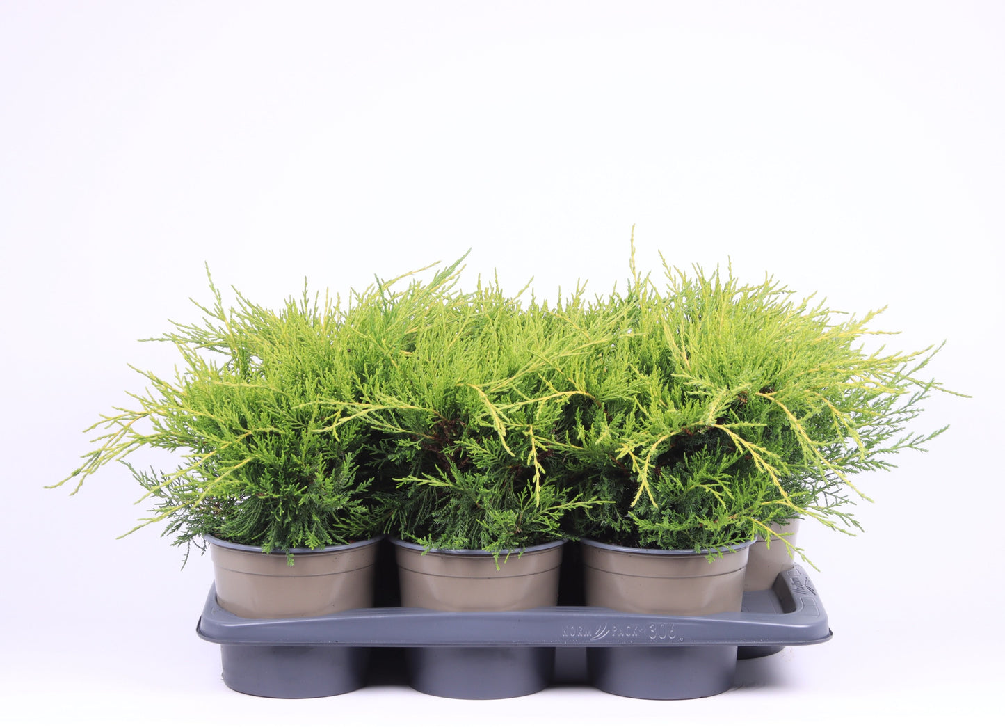 Juniper Gold Coast 35cm 17cm Pot