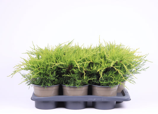 Juniper Gold Coast 35cm 17cm Pot