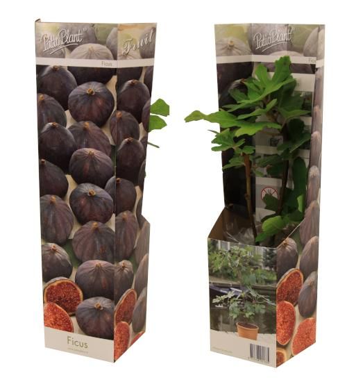 Ficus carica ("Fig") 30cm 510cm Pot