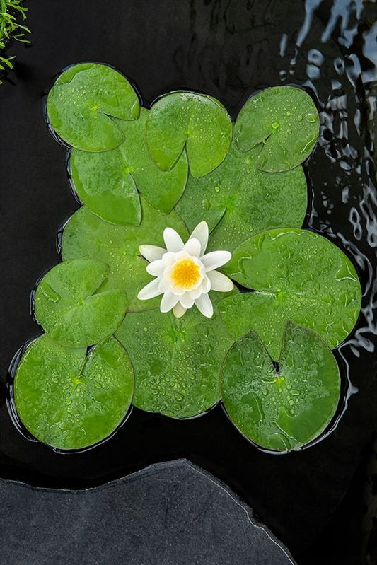 Nymphaea Gladstoniana 30cm 18cm Pot