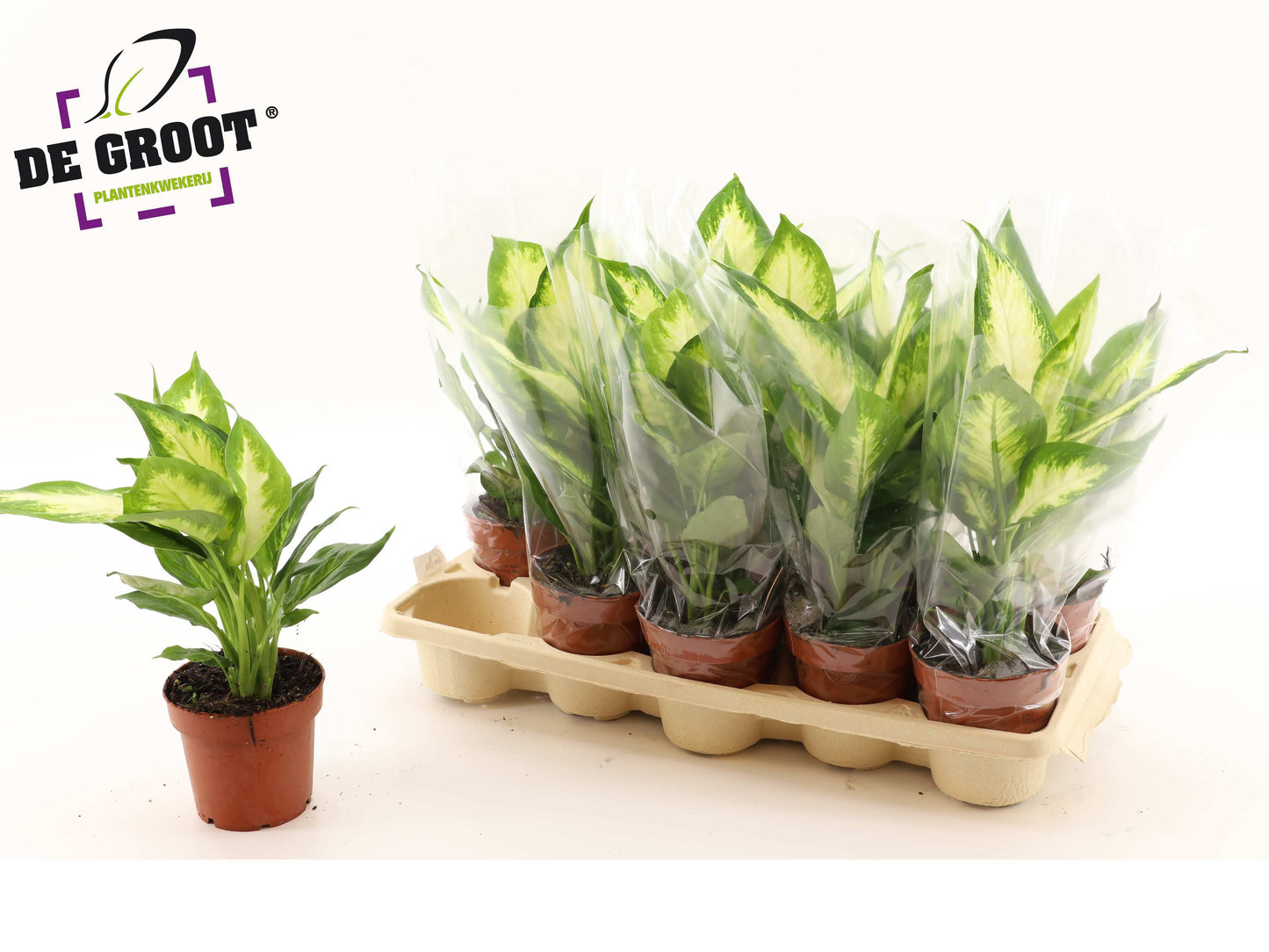 Dieffenbachia Camilla 38cm 12cm Pot