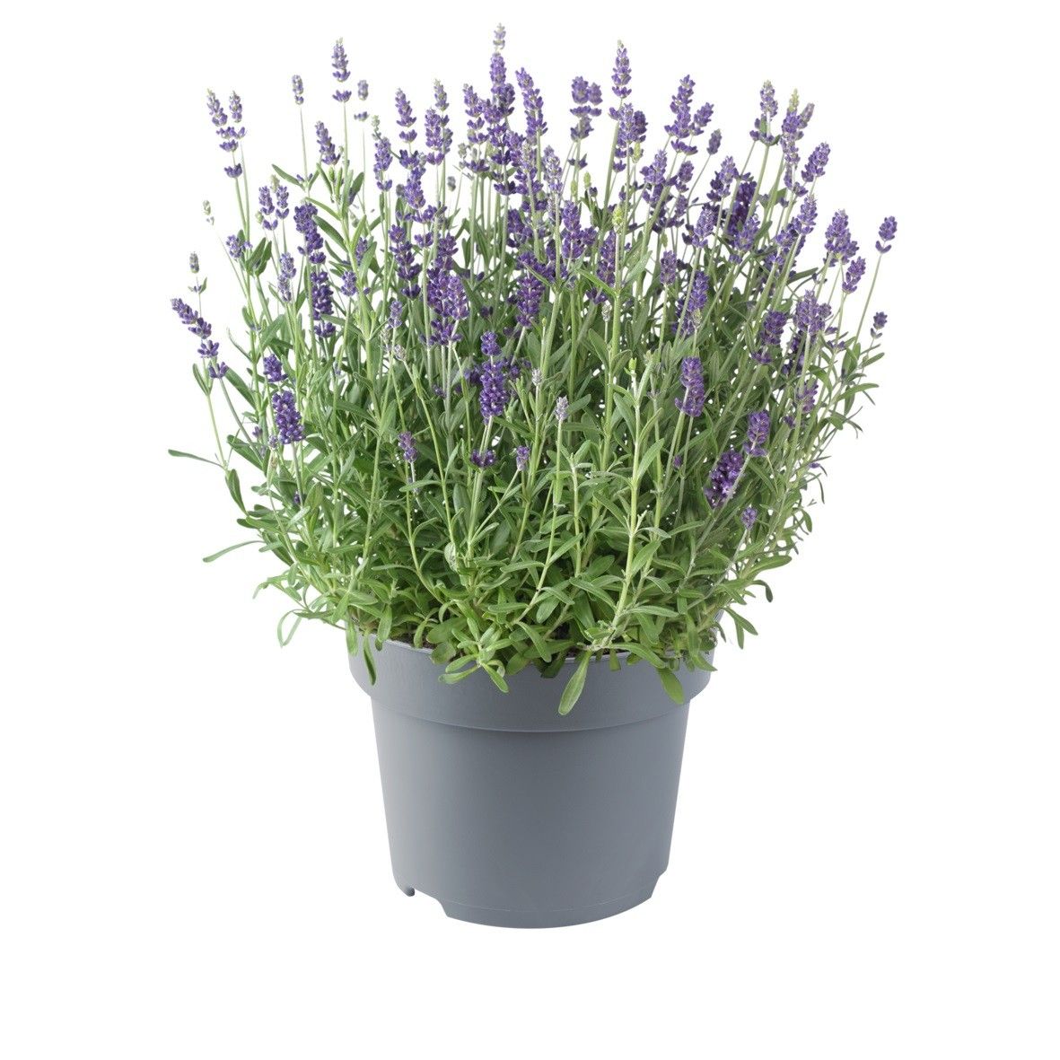 Lavandula ang. Ellagance Purple 40cm 19cm Pot