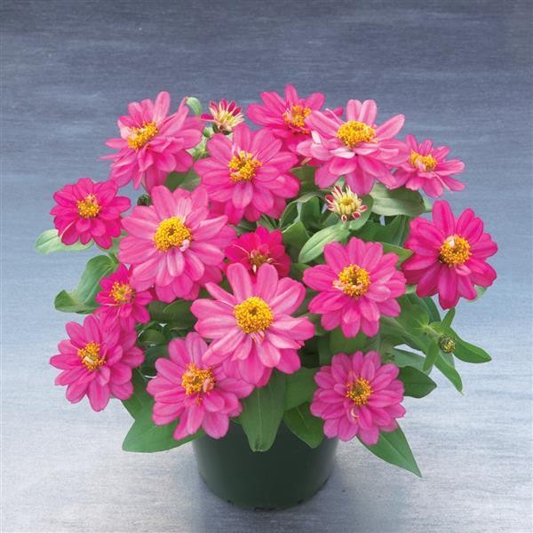 Zinnia Zesty Pink 30cm 12cm Pot