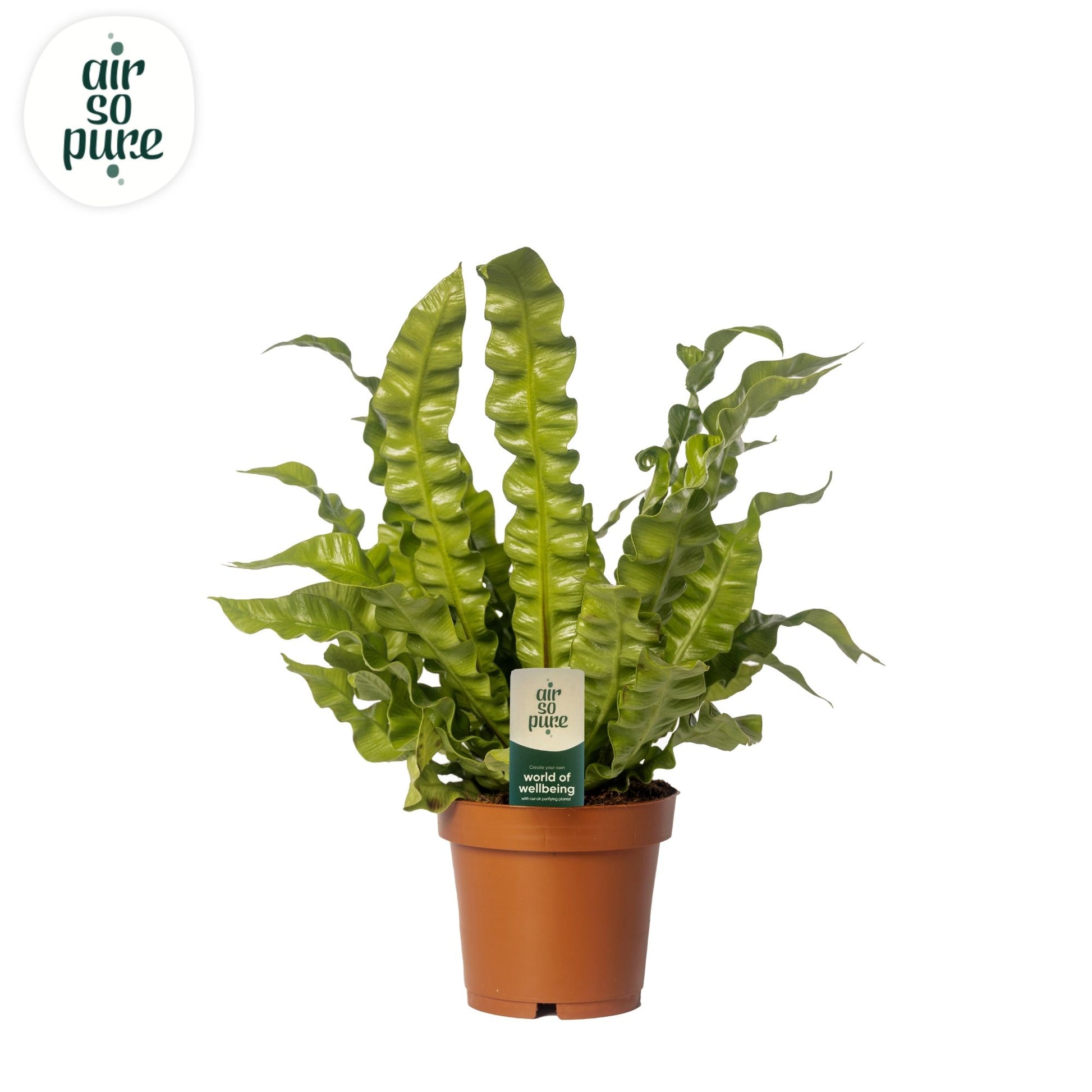 Asplenium Crispy Wave 25cm 12cm Pot