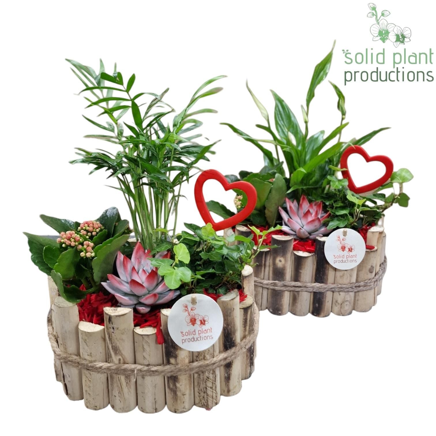 arr. Kamerplanten HVSC003RED 35cm 23cm Pot