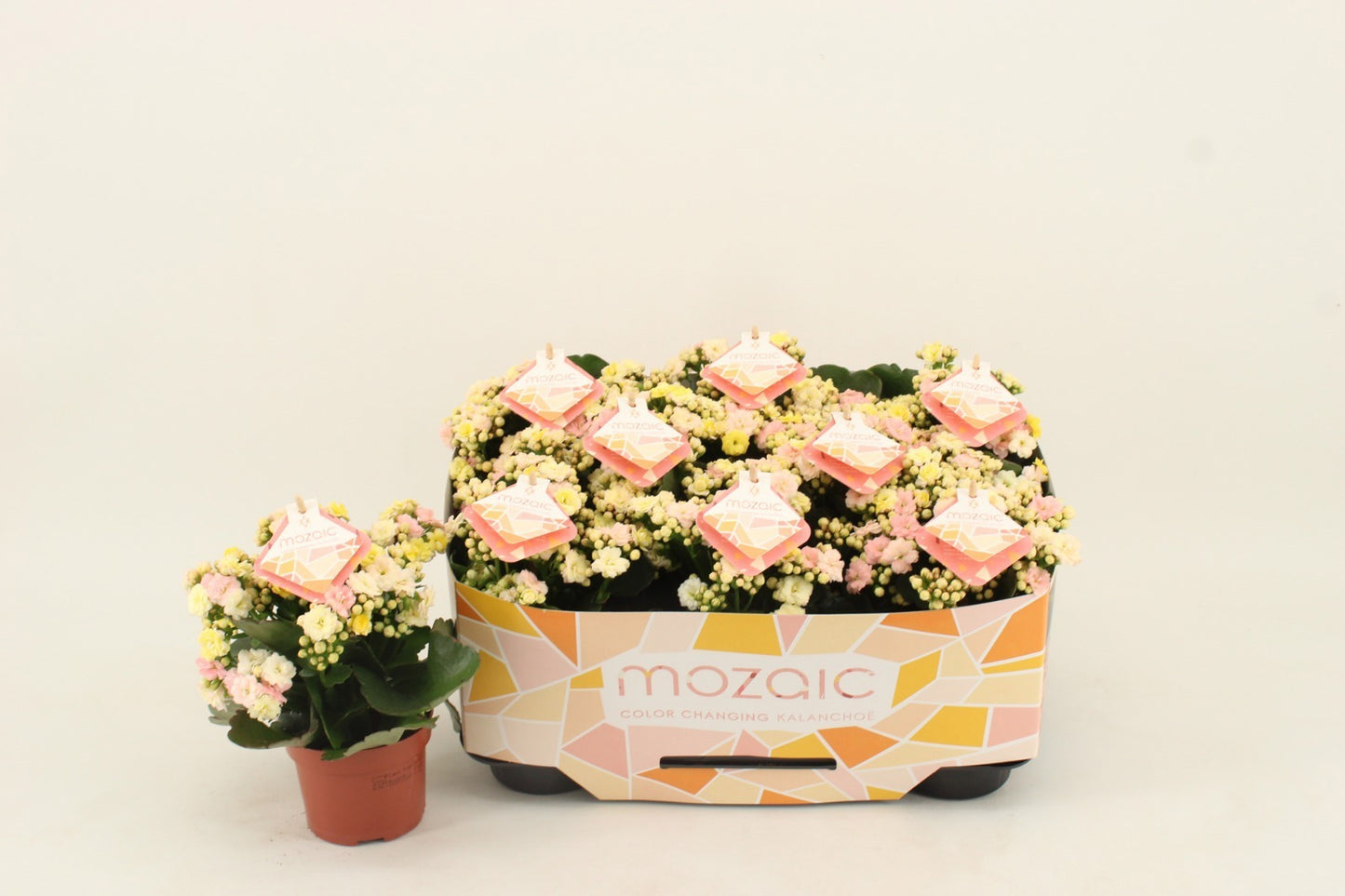 Kalanchoe Mozaic Patio Multi Tweed 22cm 510cm Pot