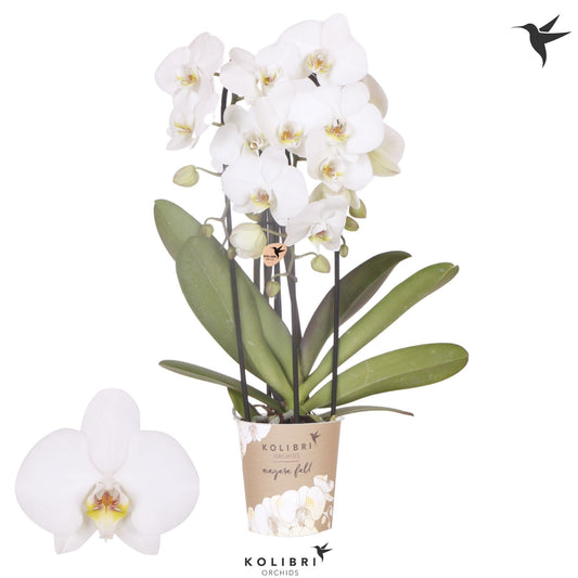 Phalaenopsis white cascade 45cm 12cm Pot