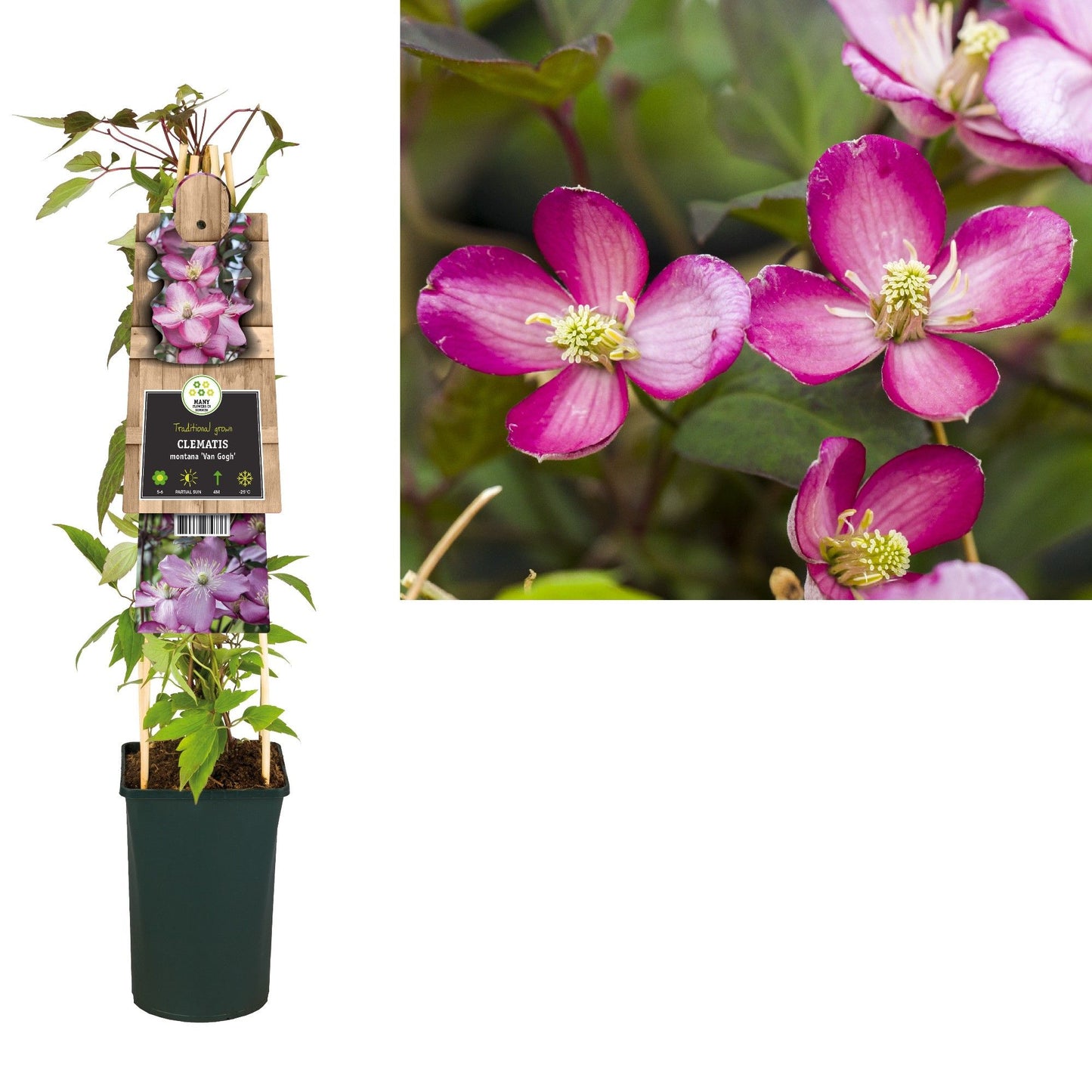 Clematis montana Van Gogh 75cm 17cm Pot