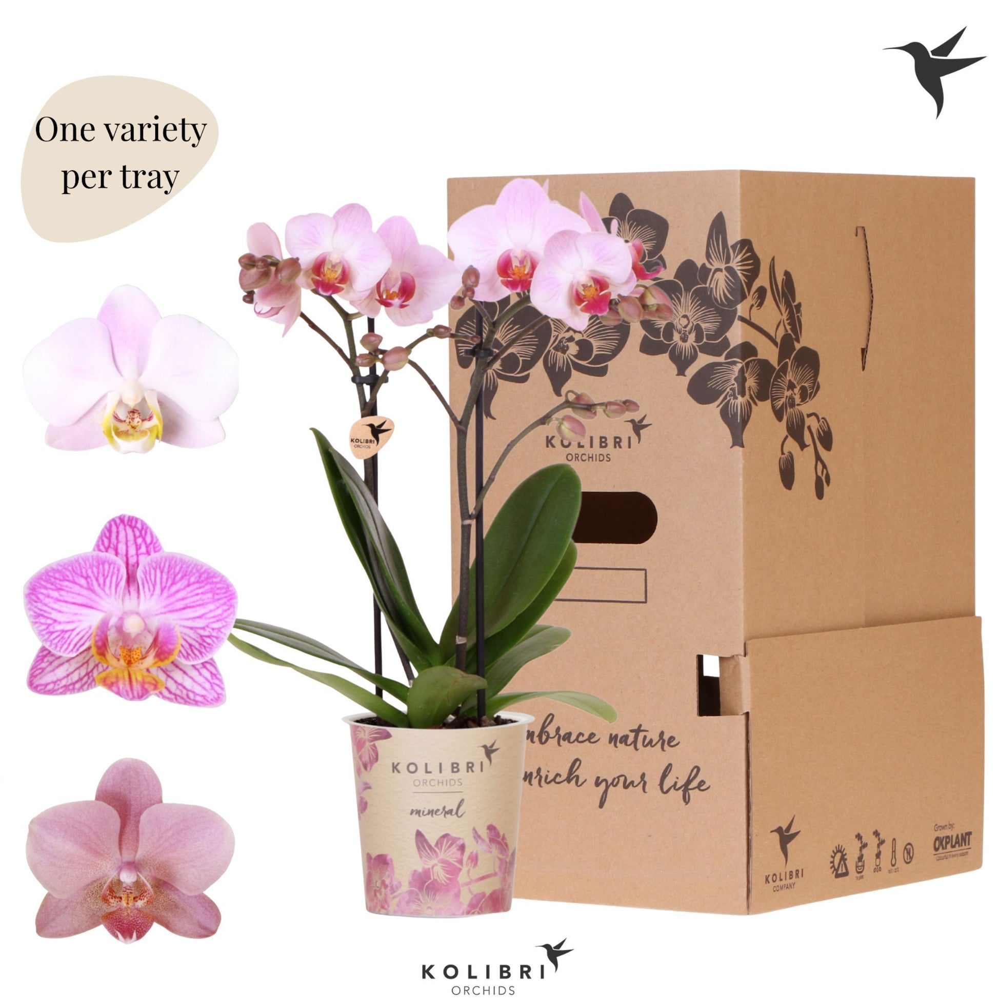Phalaenopsis pink 40cm 9cm Pot