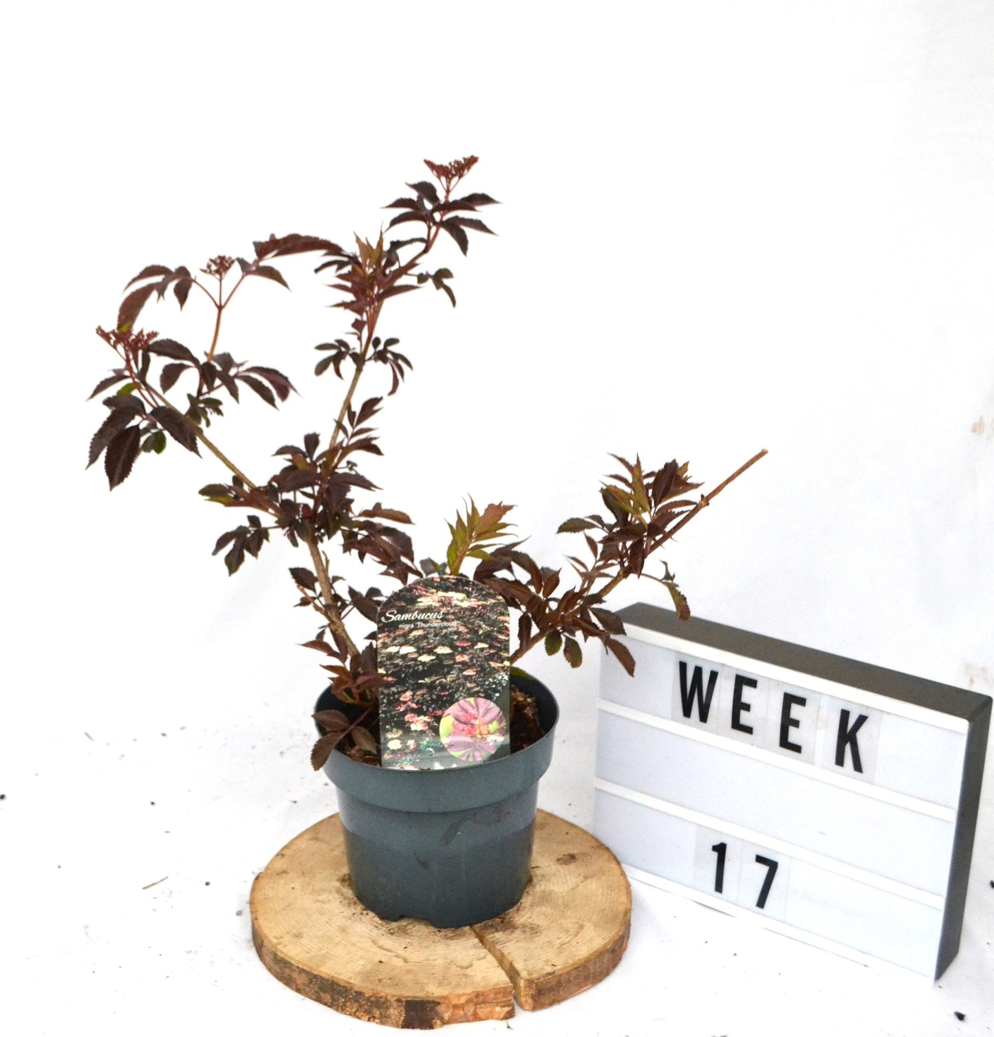 Sambucus nigra 30cm 19cm Pot