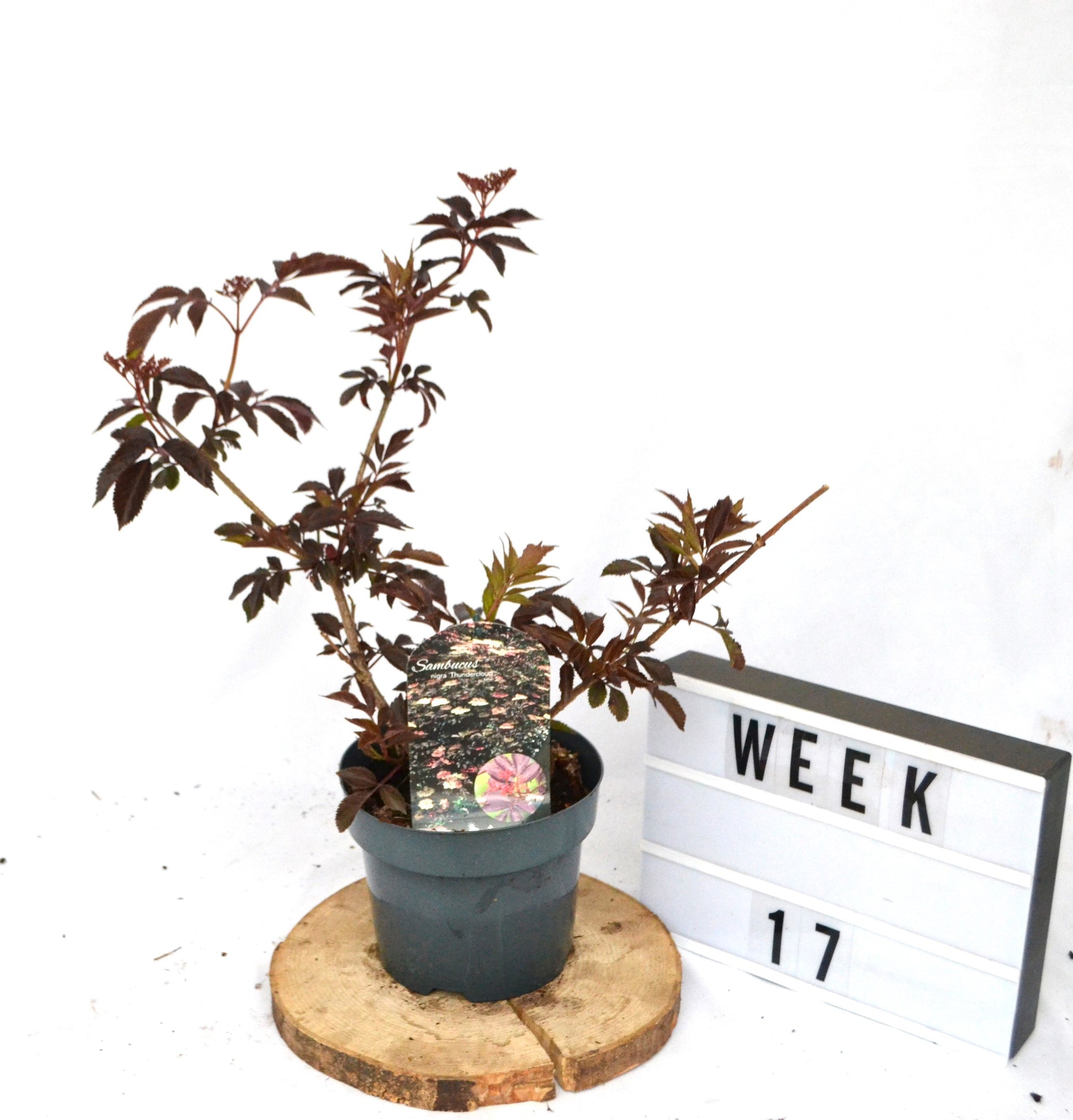 Sambucus nigra 30cm 19cm Pot