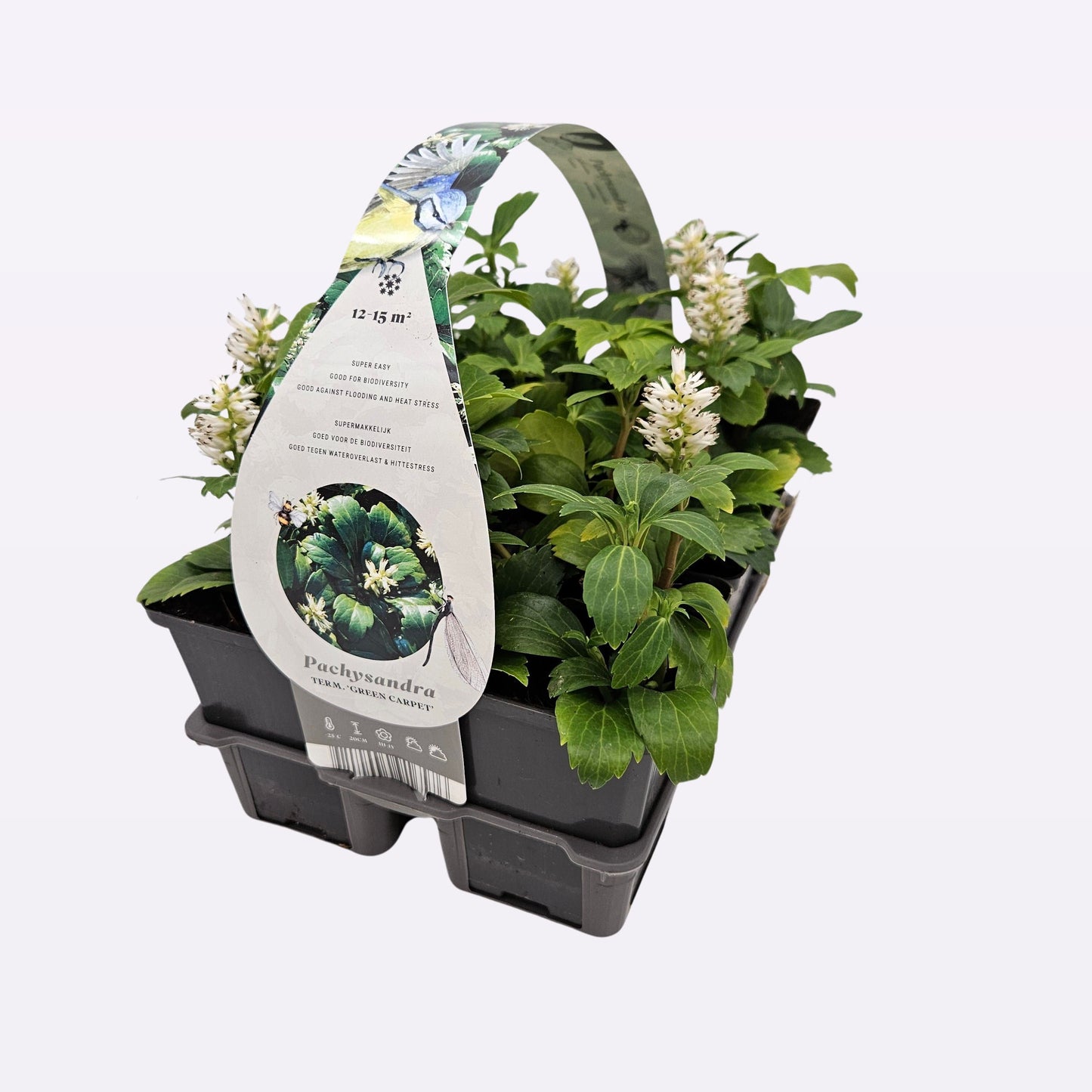 Pachysandra term. Green Carpet 15cm 9cm Pot