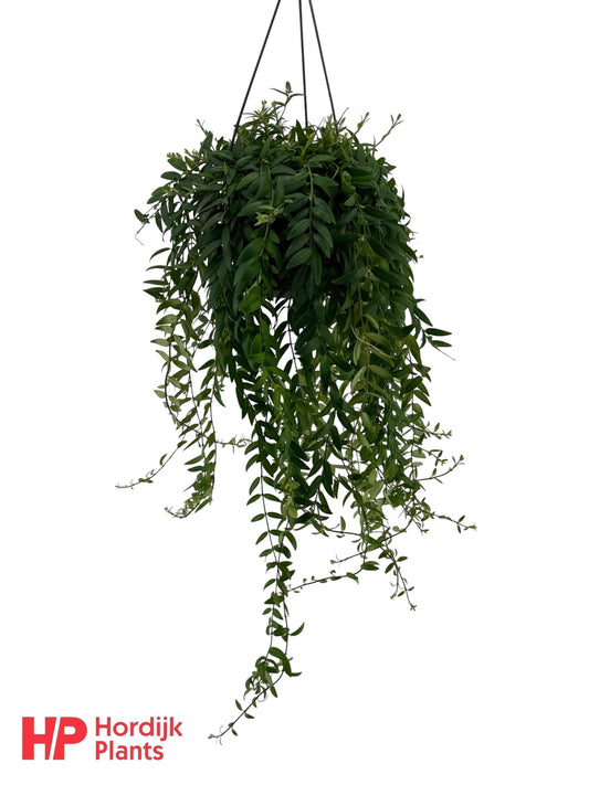 Aeschynanthus Japhrolepis Hanging Basket 40cm 15cm Pot