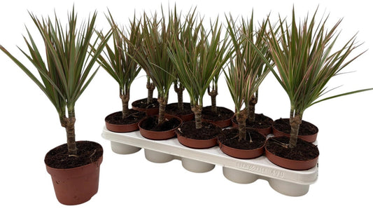 Dracaena Bicolor 40cm 12cm Pot