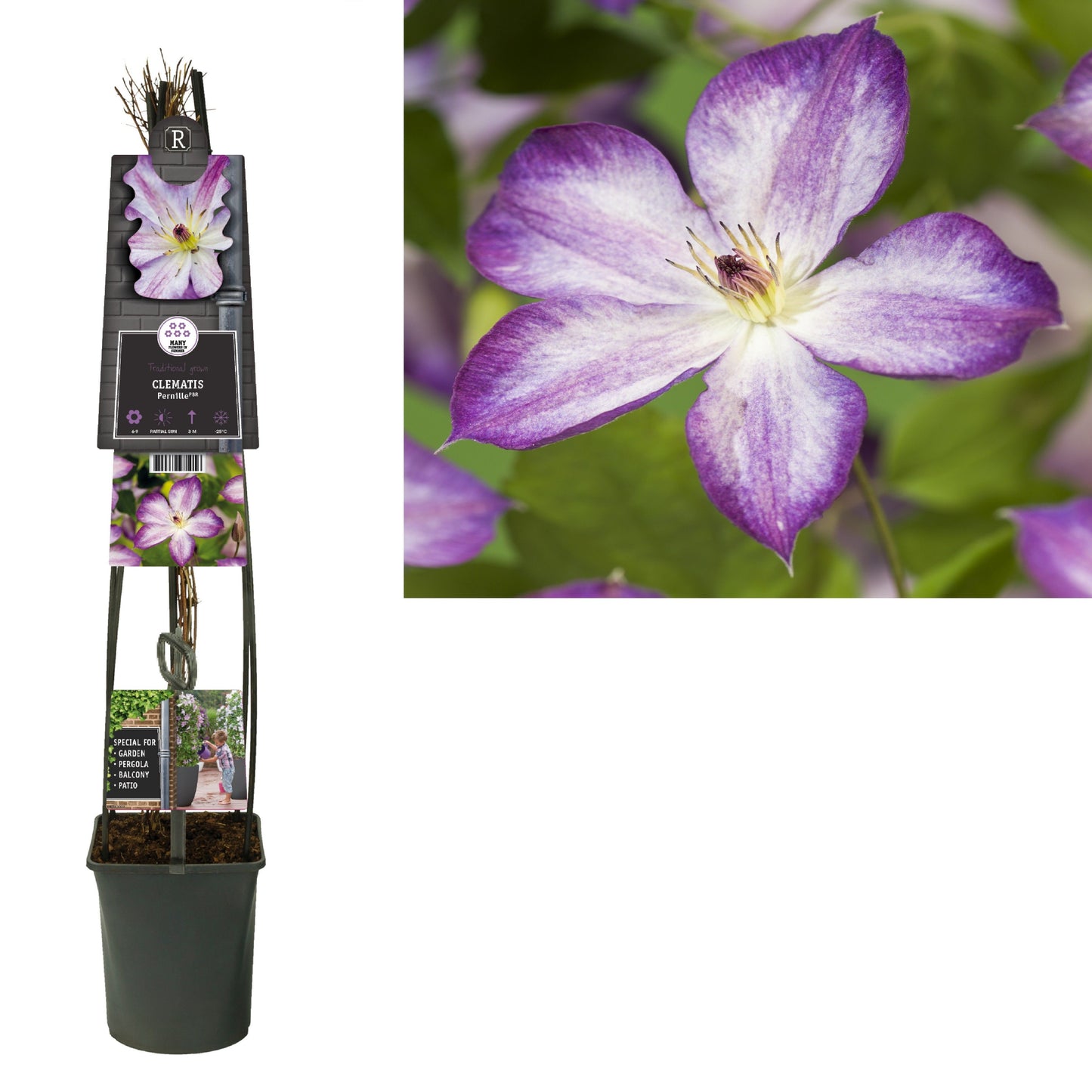 Clematis Pernille 115cm 23cm Pot