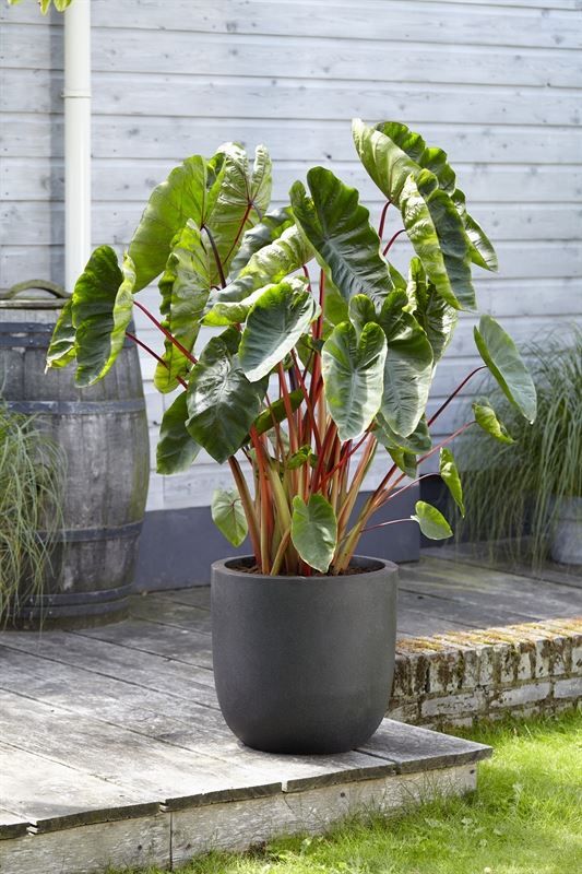 Colocasia esculenta 20cm 18cm Pot