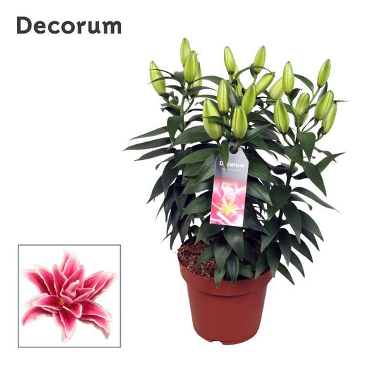 Lilium Roselily Kyra 50cm 19cm Pot
