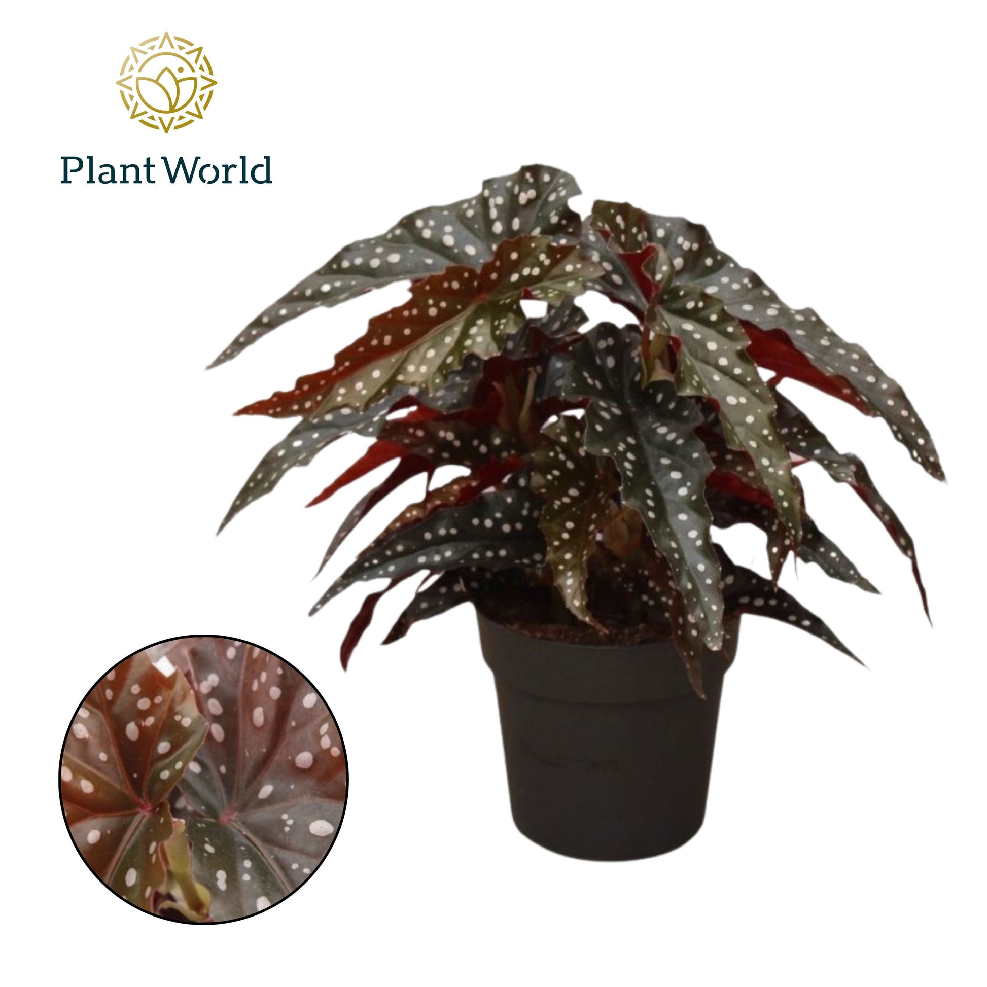 Begonia Black Forest 30cm 14cm Pot