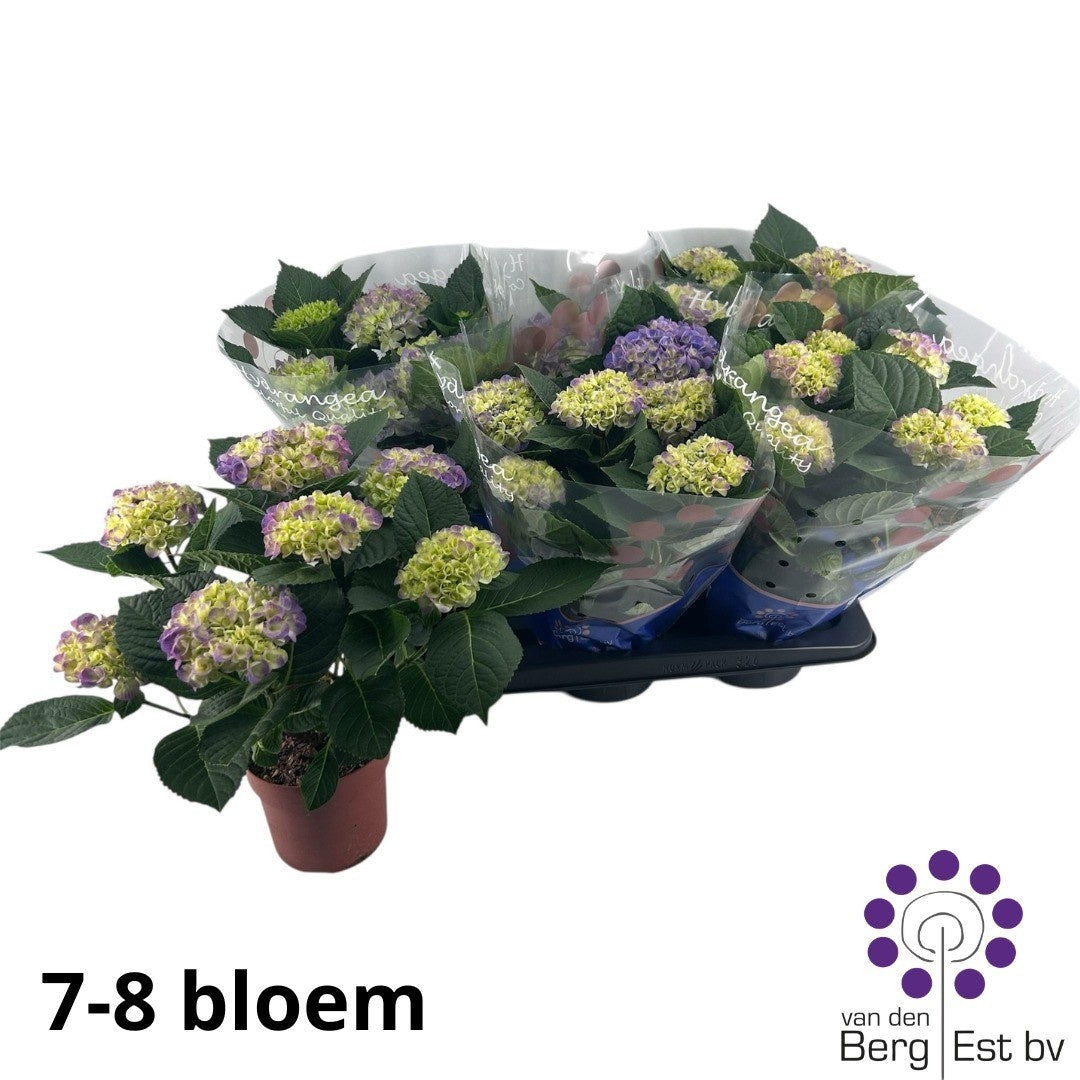 Hydrangea macr. Hi Ocean 35cm 14cm Pot