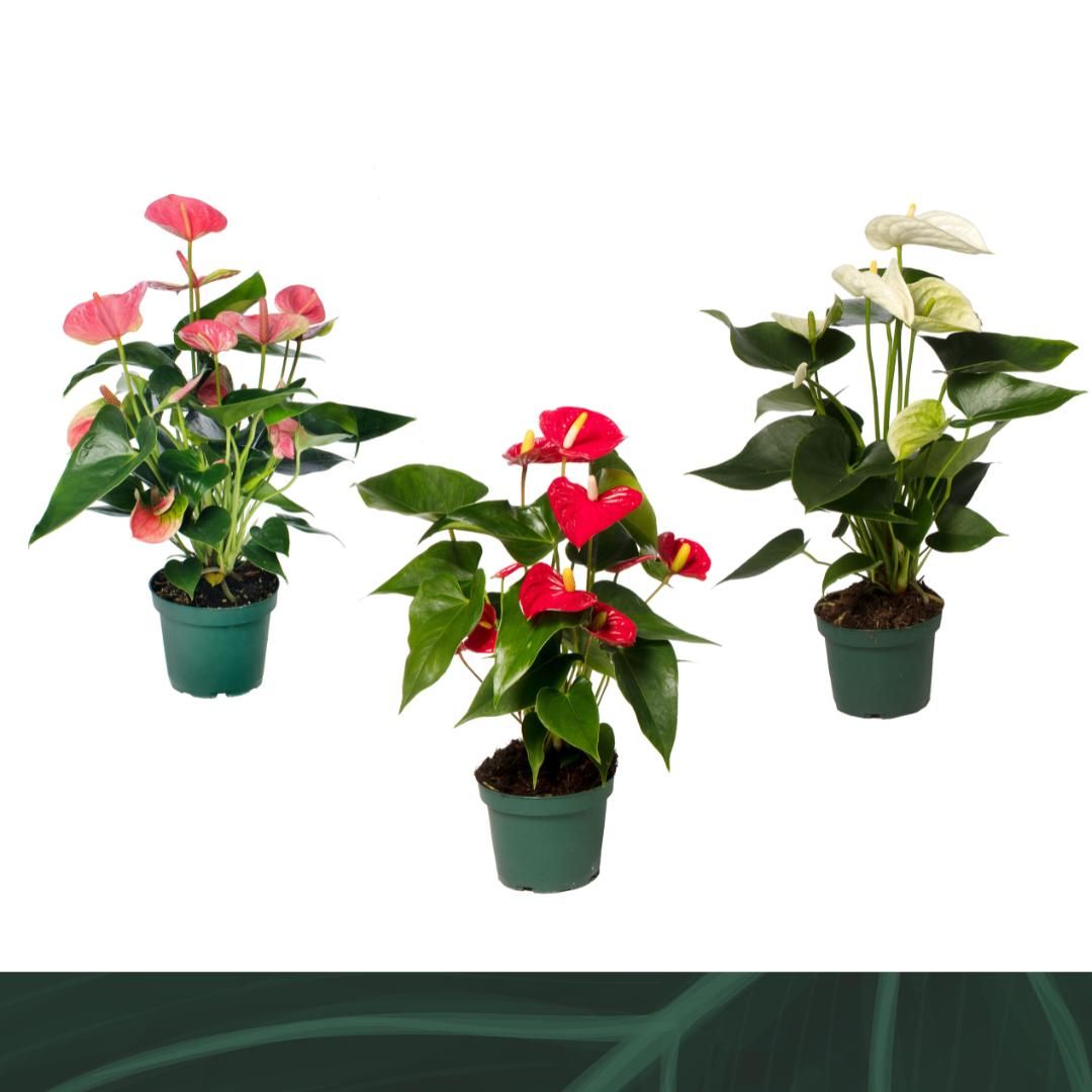 Anthurium mix 35cm 12cm Pot