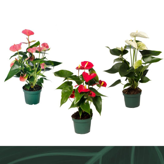 Anthurium mix 35cm 12cm Pot