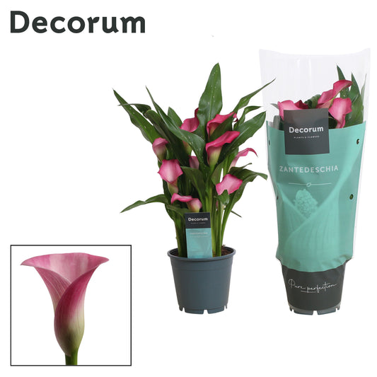 Zantedeschia Zazu 40cm 14cm Pot