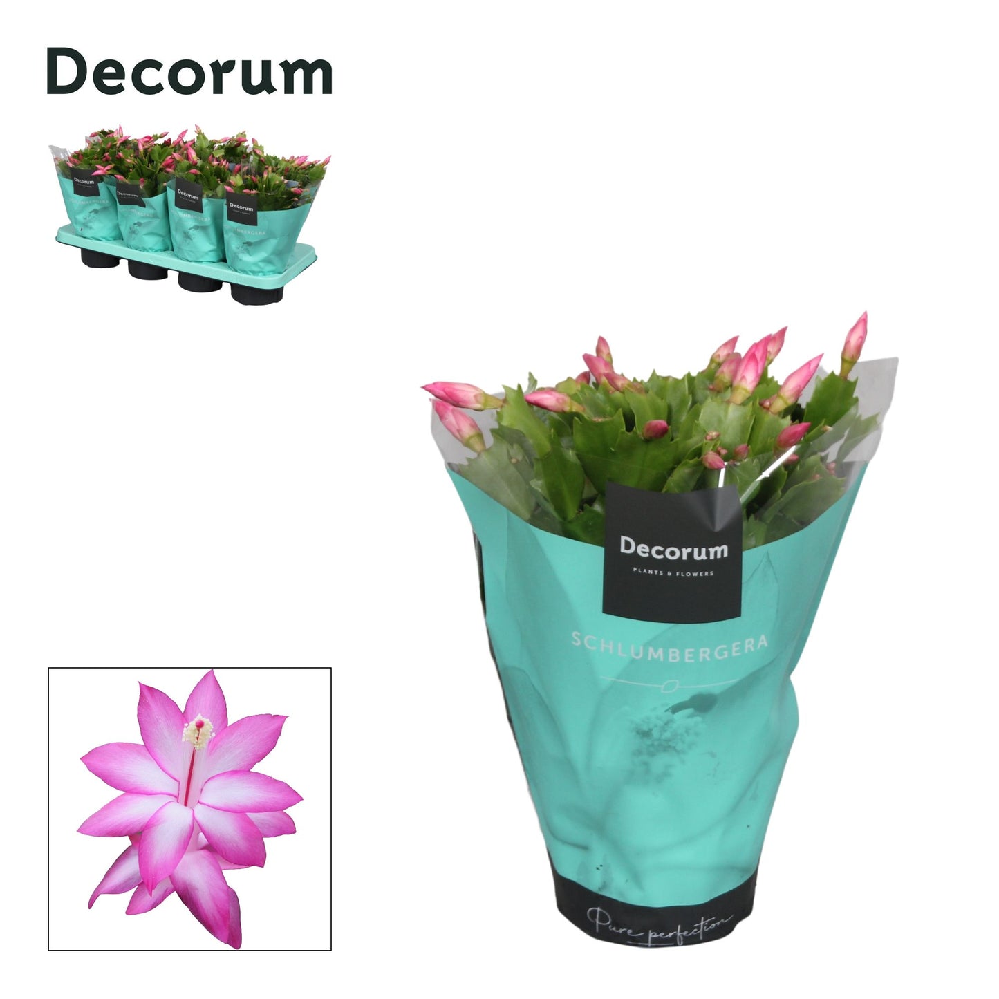 Schlumbergera purple 27cm 13cm Pot
