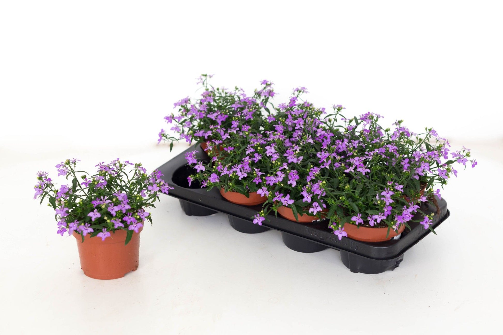 Lobelia Laguna Trailing Lilac 20cm 13cm Pot