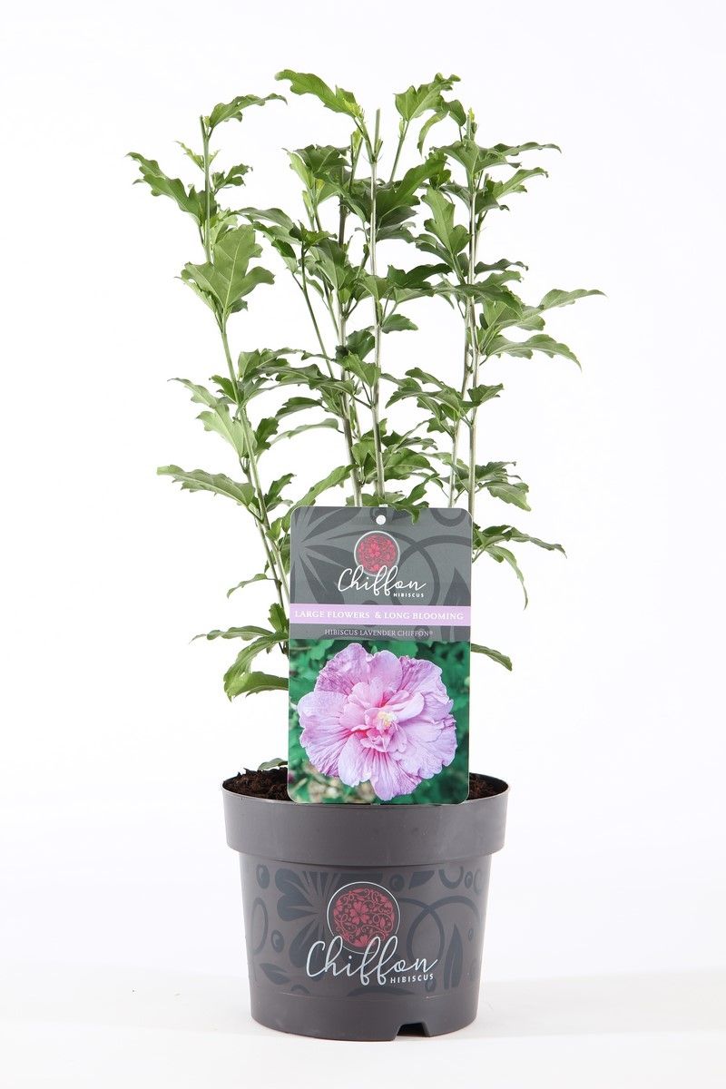Hibiscus syriacus Lavender Chiffon 55cm 19cm Pot